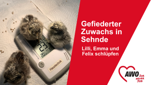 Gefiederter Zuwachs in Sehnde