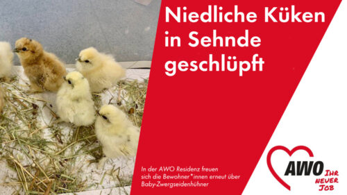 Niedliche Küken in Sehnde geschlüpft